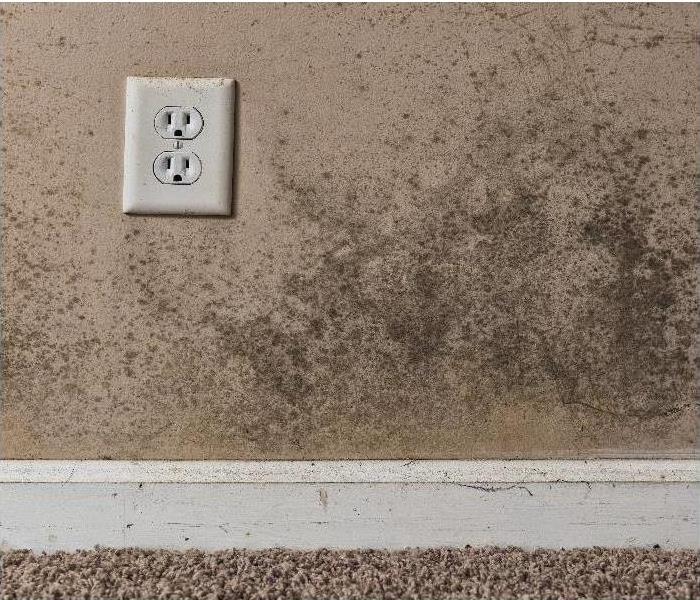 Mold Near wall plug
