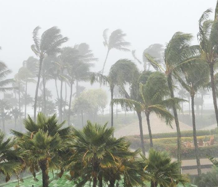 palm trays swaying in heavy rain storm