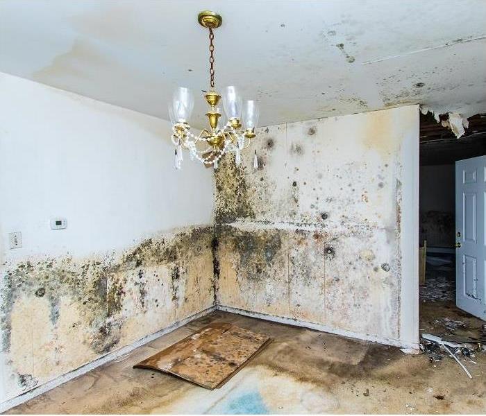 mold damaged dining room; mold growth on walls