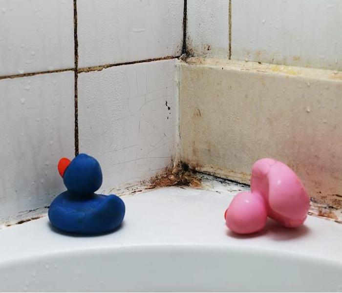 Bathroom mold with rubber ducks