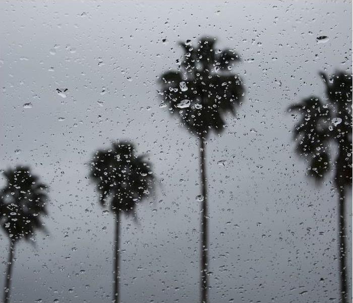 looking up at the tops of 4 palm trees during heavy rain